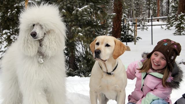 The Dog Who Saved Christmas assista online
