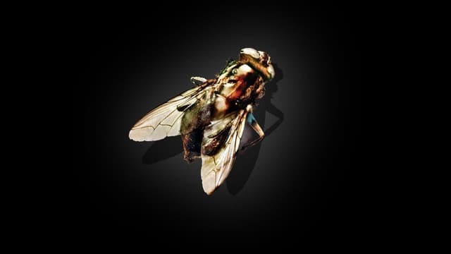 A Mosca assista online