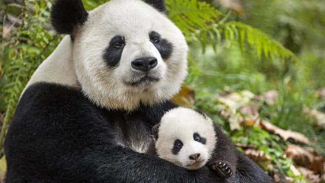 Nascidos na China assista online