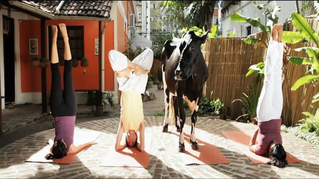 Animal Político assista online