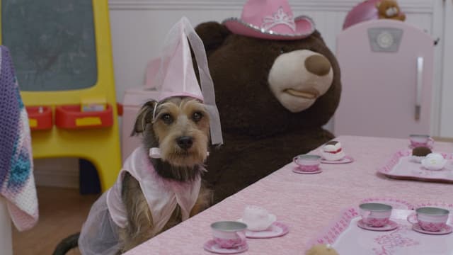 Meu Cachorro é um Robô assista online