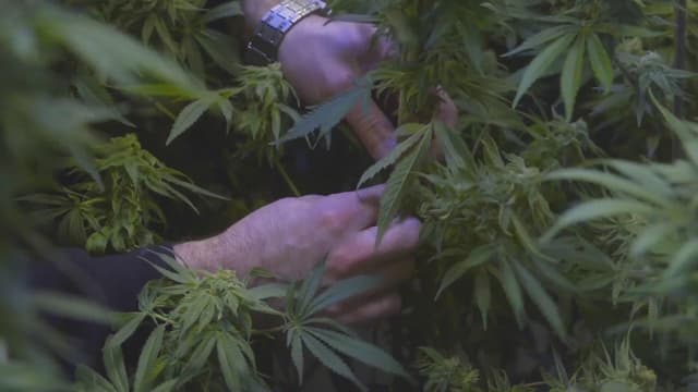 The Legend of 420 assista online