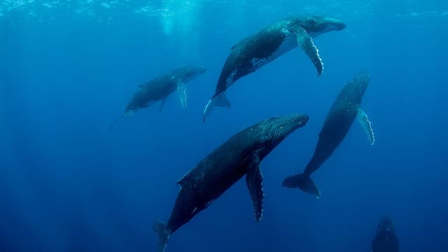 Humpback Whales assista online