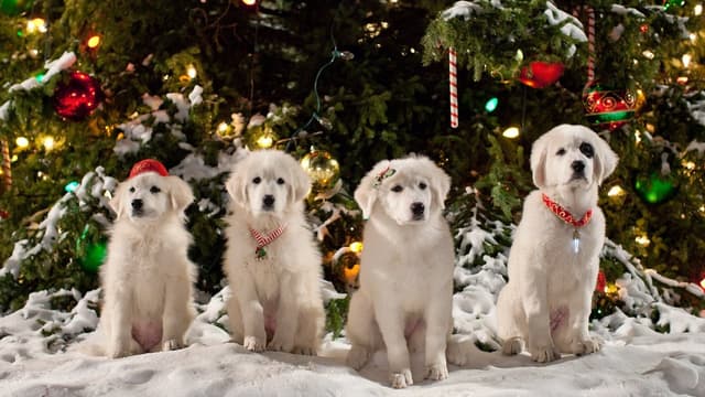 Os Filhotes da Mamãe Noel assista online