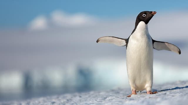Pinguins assista online