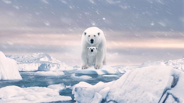 A Ursa Polar assista online