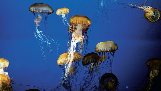 The Living Sea assista online
