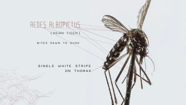 Mosquito assista online