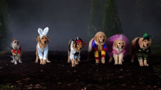 Spooky Buddies: A Casa Mal-Assombrada assista online