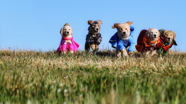 Super Buddies assista online