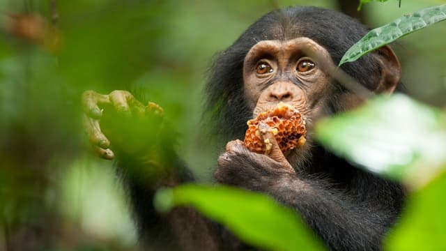 Chimpanzé assista online