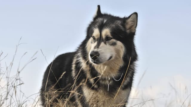 Uma Aventura Animal 2 assista online
