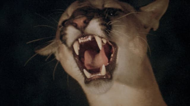 Day of the Animals assista online