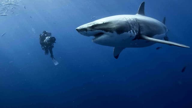 Oceanos assista online