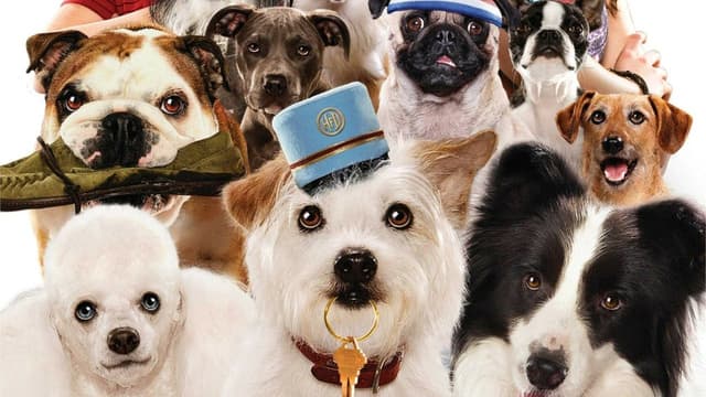 Um Hotel Bom pra Cachorro assista online