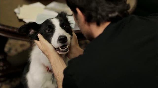 O Anjo Cachorro assista online