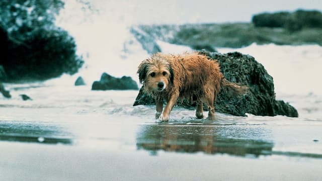 Benji - Um Cão Desafia a Selva assista online