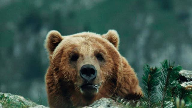 O Urso assista online