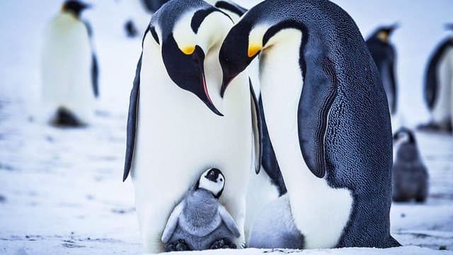 Snow Chick - A Penguin's Tale assista online