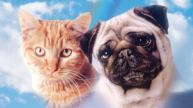 As Aventuras de Chatran assista online