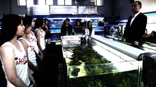 Peixe Frito assista online