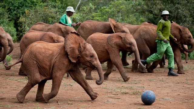 Livres por Natureza assista online
