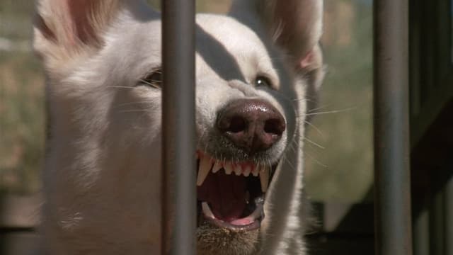 Cão Branco assista online