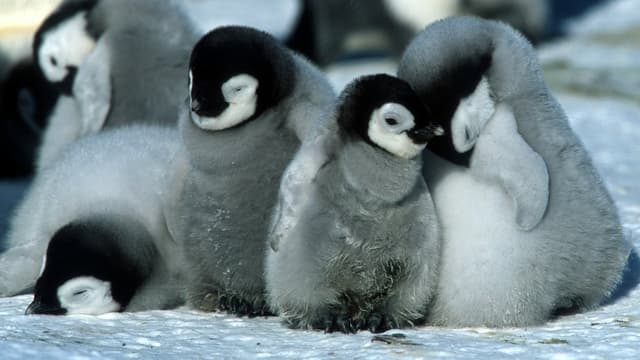 A Marcha dos Pinguins assista online