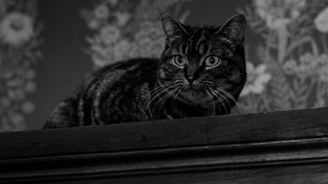 A Sombra do Gato assista online