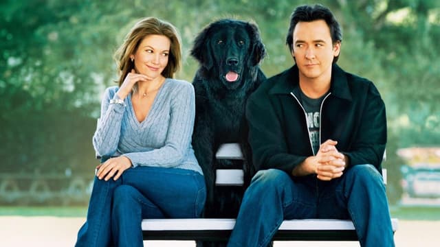 Procura-se um Amor que Goste de Cachorros assista online