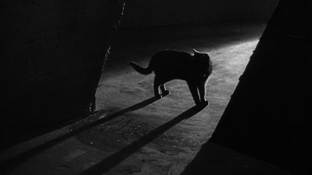 O Gato Preto assista online
