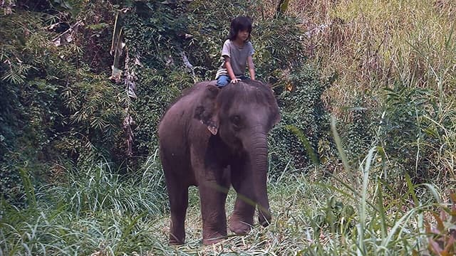 Meu Elefante da Sorte assista online