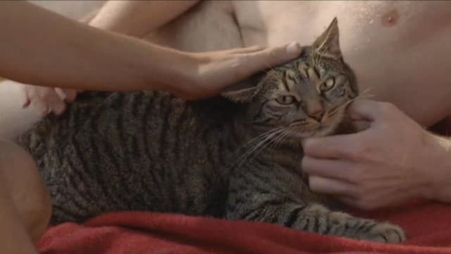 Kater assista online