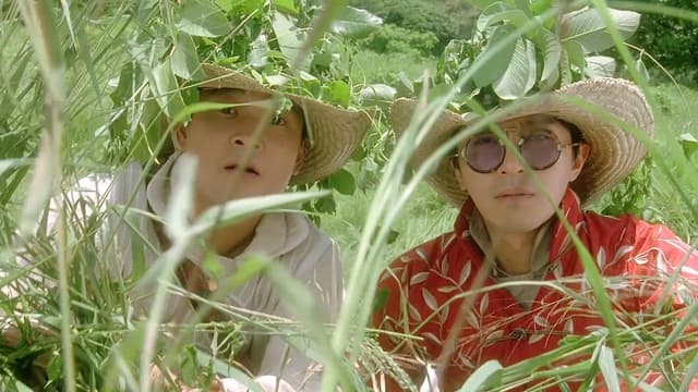 算死草 assista online