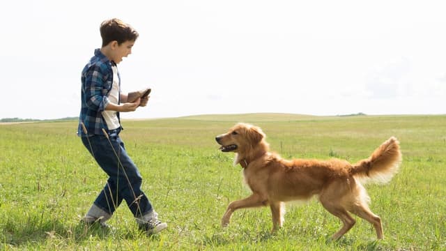 Quatro Vidas de um Cachorro assista online