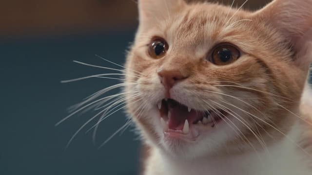 Dentro da Mente de um Gato assista online