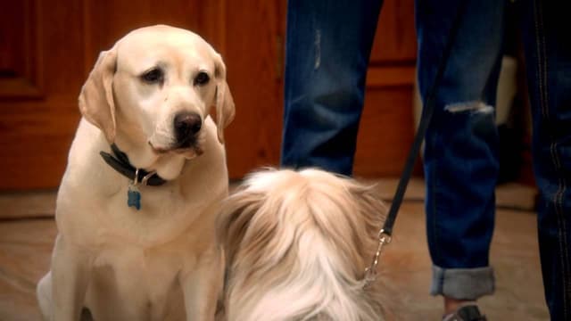 O Cachorro que Salvou a Páscoa assista online