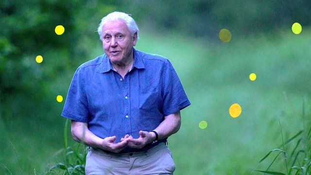 Attenborough's Life That Glows assista online