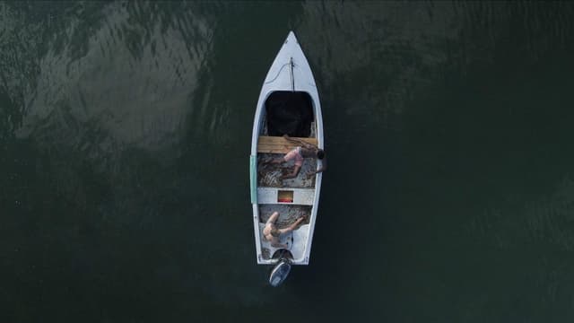 Tubarão Toxico assista online