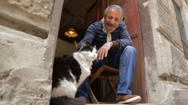 Nove vidas: Gatos em Istambul assista online