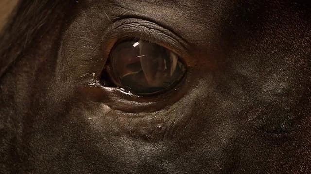 Orphan Horse assista online