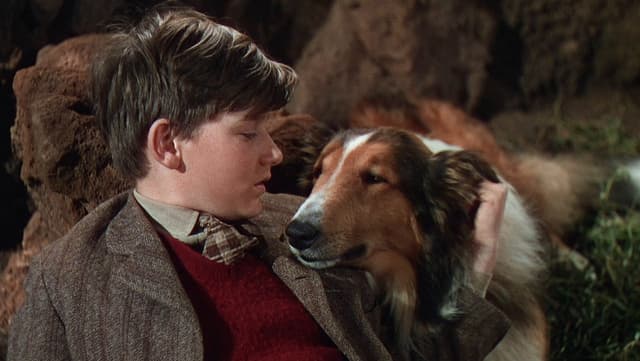 Lassie: A Força do Coração assista online