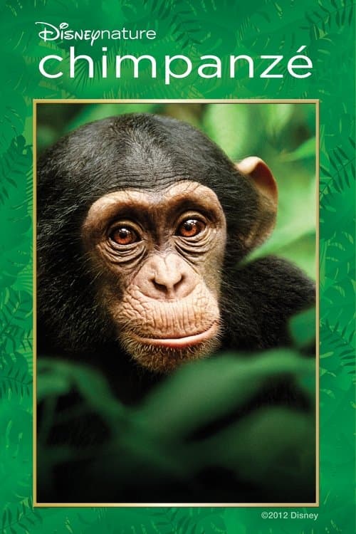 Chimpanzé poster