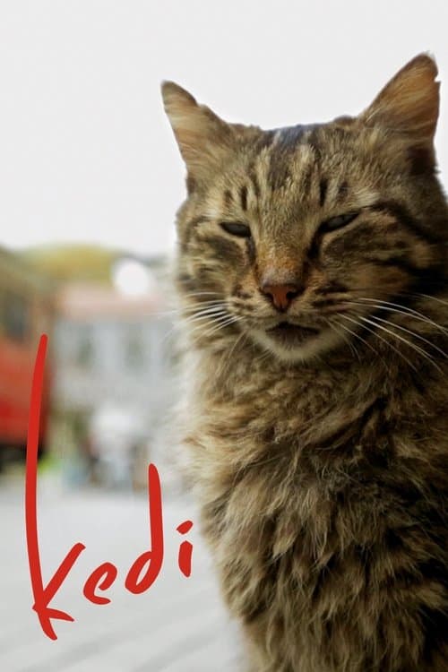 Nove vidas: Gatos em Istambul poster
